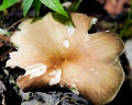 Termitomyces fungus mushroom growing on forest ground