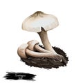 Termitomyces heimii isolated agaric fungus. Edible mushroom closeup digital art illustration. Boletus cap ande body. Mushrooming