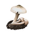 Termitomyces heimii isolated agaric fungus. Edible mushroom closeup digital art illustration. Boletus cap ande body. Mushrooming