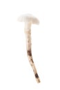 Termitomyces mushroom or termite mushroom Royalty Free Stock Photo