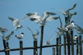 Tern Royalty Free Stock Photo