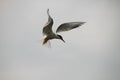 Tern beautifully hung in the air