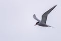 Tern bird catching fish in the northern sea in germany at Amrum (Oomram) in Germany Royalty Free Stock Photo