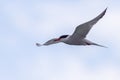 Tern bird catching fish in the northern sea in germany at Amrum (Oomram) in Germany Royalty Free Stock Photo