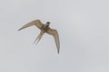 Tern bird catching fish in the northern sea in germany at Amrum (Oomram) in Germany Royalty Free Stock Photo