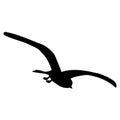 Tern bird silhouette with spread wings isolated on white. Soaring seagull