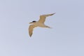 Tern bird or Sterna hirundo flying in a sunny day with blue sky as background Royalty Free Stock Photo