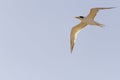 Tern bird or Sterna hirundo flying in a sunny day with blue sky as background Royalty Free Stock Photo