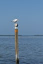 Tern bird on stick