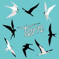 Tern bird vector illustration style Flat set silhouette