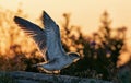 Tern chick with spread wings on a stone. Spreading wings. Side view, back sunset light, dark background.