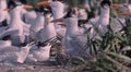 Tern colony in Gulf of Mexico Royalty Free Stock Photo