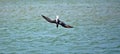 a tern dives headfirst into the water, Sterna hirundo