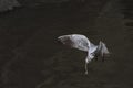 Tern eating in a dark tunel