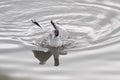 Tern feeding in the Douro river Royalty Free Stock Photo