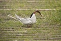 Tern with fish on Farne Islands Northumbria UK Royalty Free Stock Photo