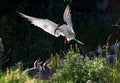 Tern with a fish in its beak in flight. Adult common tern feeding chicks. Royalty Free Stock Photo