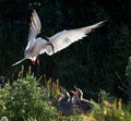 Tern with a fish in its beak in flight. Adult common tern feeding chicks. Royalty Free Stock Photo