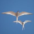 Tern in flight