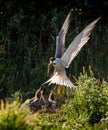 A tern in flight holds a fish in its beak, feeds the chicks. Front view. Scientific name: Sterna hirundo. Ladoga lake. Russia Royalty Free Stock Photo