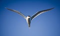 Tern in Flight, Sea Bird Flying Through Blue Sky Royalty Free Stock Photo