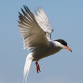 Tern fliting. Royalty Free Stock Photo