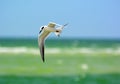 Tern in Florida