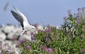 A tern flutters in flight before landing. Adult common tern in flight. Scientific name: Sterna hirundo. Ladoga Lake. Russia