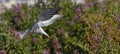 A tern flutters in flight before landing. Adult common tern in flight. Scientific name: Sterna hirundo. Ladoga Lake. Russia