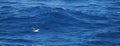 Tern flying alongside a cruise ship