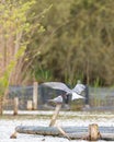 Tern flying and carrying a fish in his beak