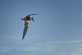 Tern flying in the sky