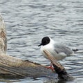 LittleGull rare visitor on Dryden Lake Royalty Free Stock Photo