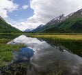 Tern Lake Reflections Royalty Free Stock Photo