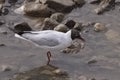 Tern looking for food Royalty Free Stock Photo