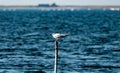 Tern sitting by the sea on a wooden pole Royalty Free Stock Photo