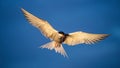 Tern with spread wings in flight. Front view. Blue sky background. Adult common tern in flight. Sterna hirundo. Natural habitat, Royalty Free Stock Photo