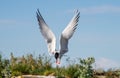 Tern with spread wings in flight. Front view. Blue sky background. Adult common tern in flight. Sterna hirundo. Natural habitat, Royalty Free Stock Photo