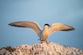 Tern with spread wings landing on a stone. Adult common tern in sunset light on the blue sky background. Close up, front view.