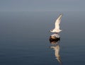 Tern Take-off