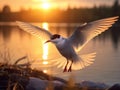 A tern taking off