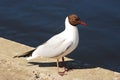 Tern in the Vilnius city. Board of Neris river. Royalty Free Stock Photo