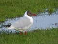 Tern wading at wetlands river pond