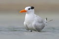 Tern in the water. Royal Tern, Sterna maxima or Thalasseus maximus, seabird of the tern family Sternidae, bird in the clear nature