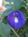 Ternate telang flower or clitoria ternatea