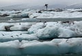 Terns feeding at Jokulsarlon