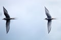 Terns in flight