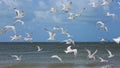 Terns fly high over the Gulf of Mexico in Fort Myers Beach, Florida, USA.