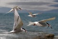 Terns Fly Home Royalty Free Stock Photo
