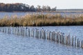 Terns and gulls perched on sticks